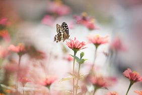 butterfly on pink flower in garden