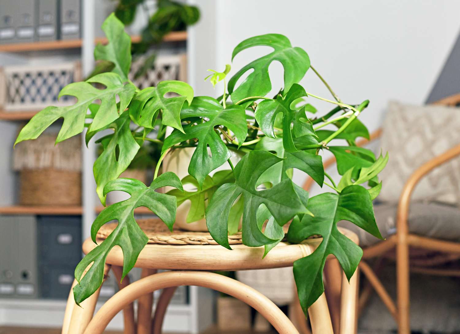 mini monstera plant on a wooden stool in a home
