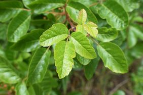 Closeup of poison oak leaves on a bush showing the distinctively shaped leaflets in a natural setting