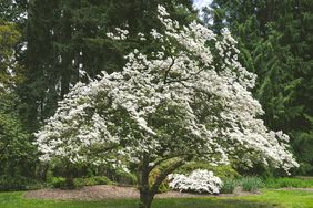 White Flower Blossoms on a Tree