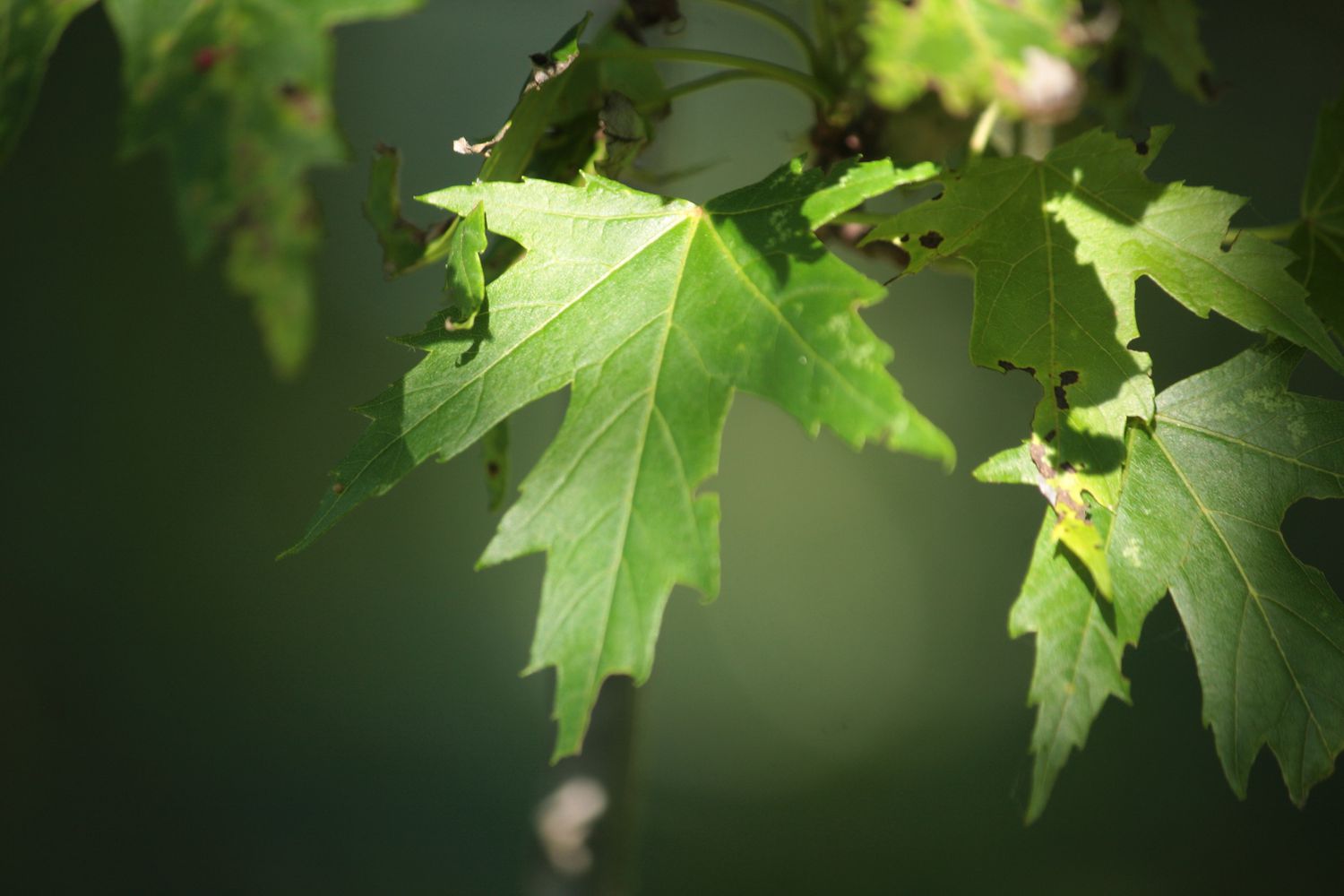 Silver maple tree leaf, up close