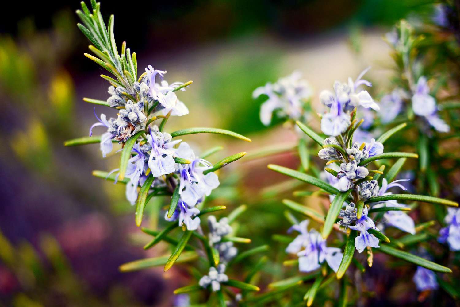 Rosemary in garden