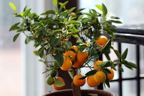 orange tree indoors 