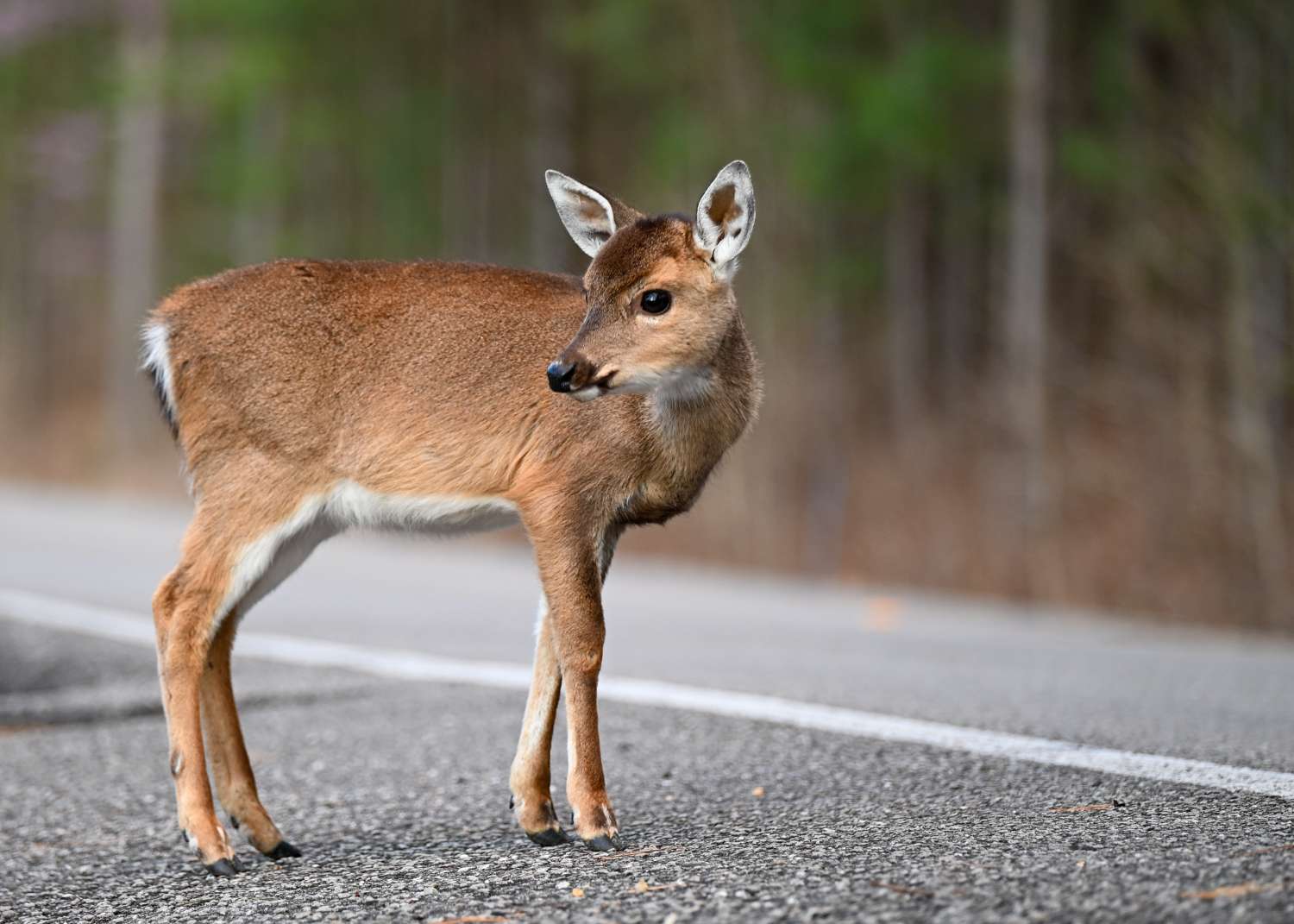 A deer standing near a road looking to the side with a forest in the background