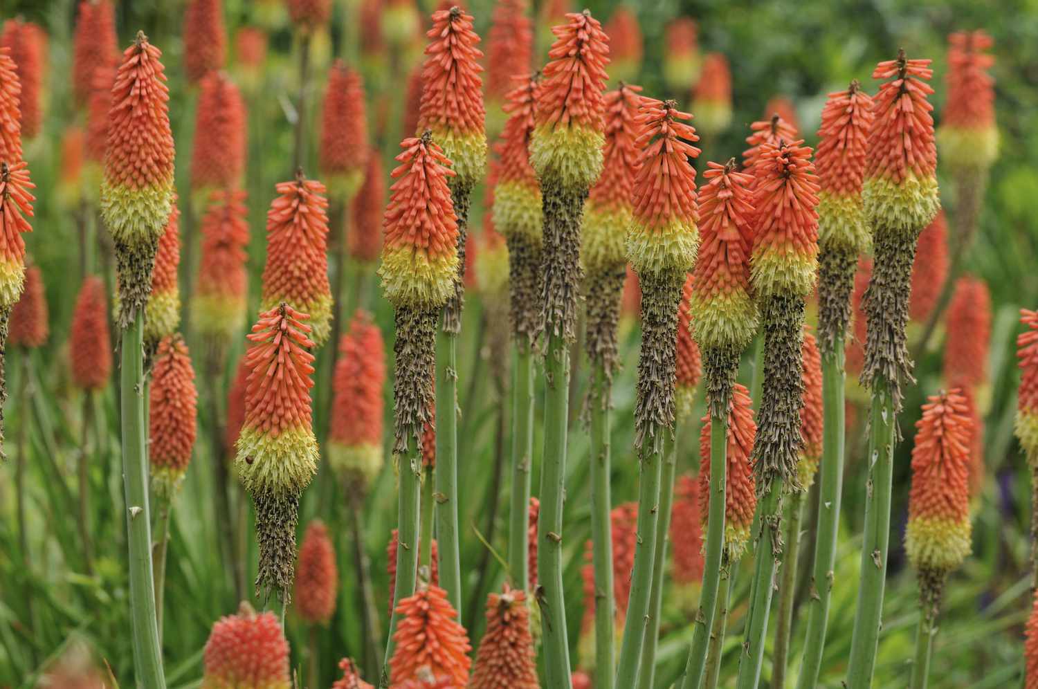 red hot poker plants