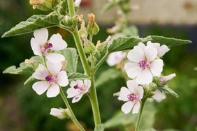 Wild flower Althaea officinalis in the garden