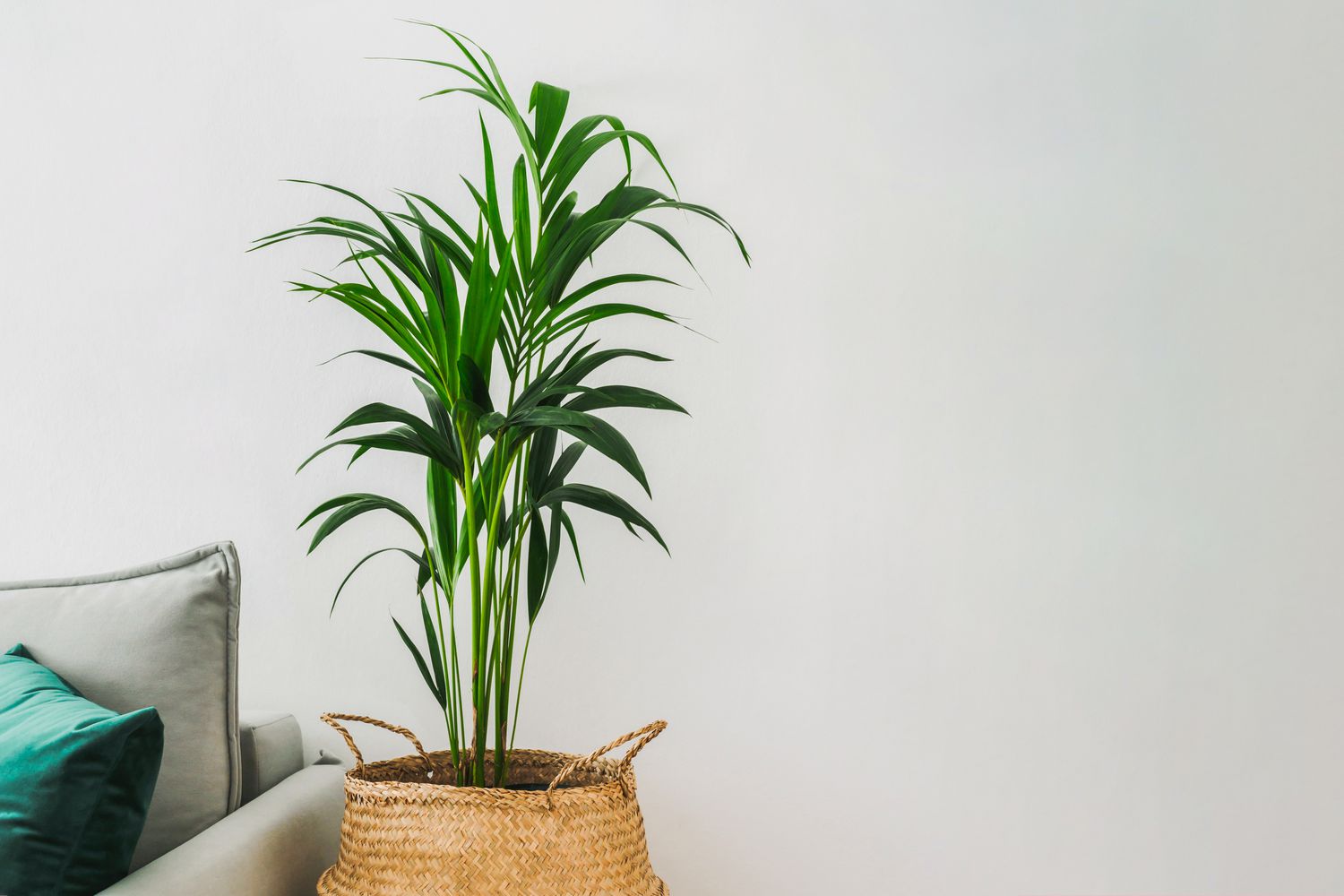 Kentia Palm