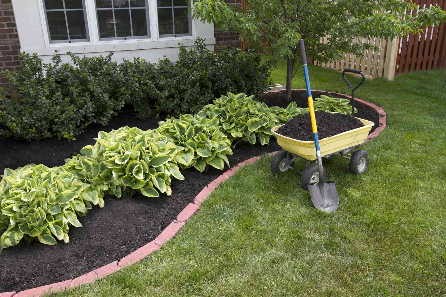 A garden bed with plants and a yellow wheelbarrow holding soil and a shovel on the grass nearby