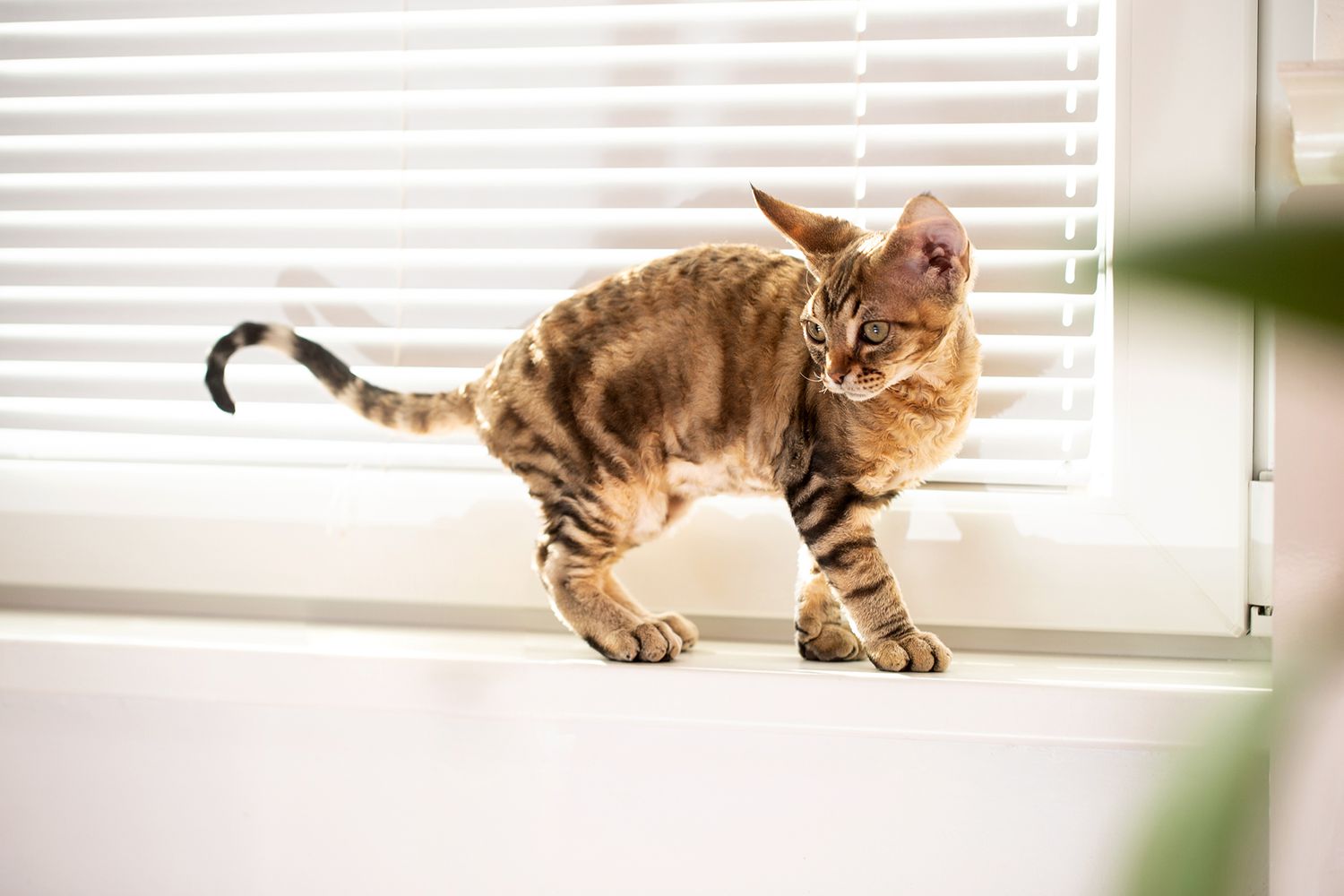 Curious Devon Rex Kitten Standing on Window Sill