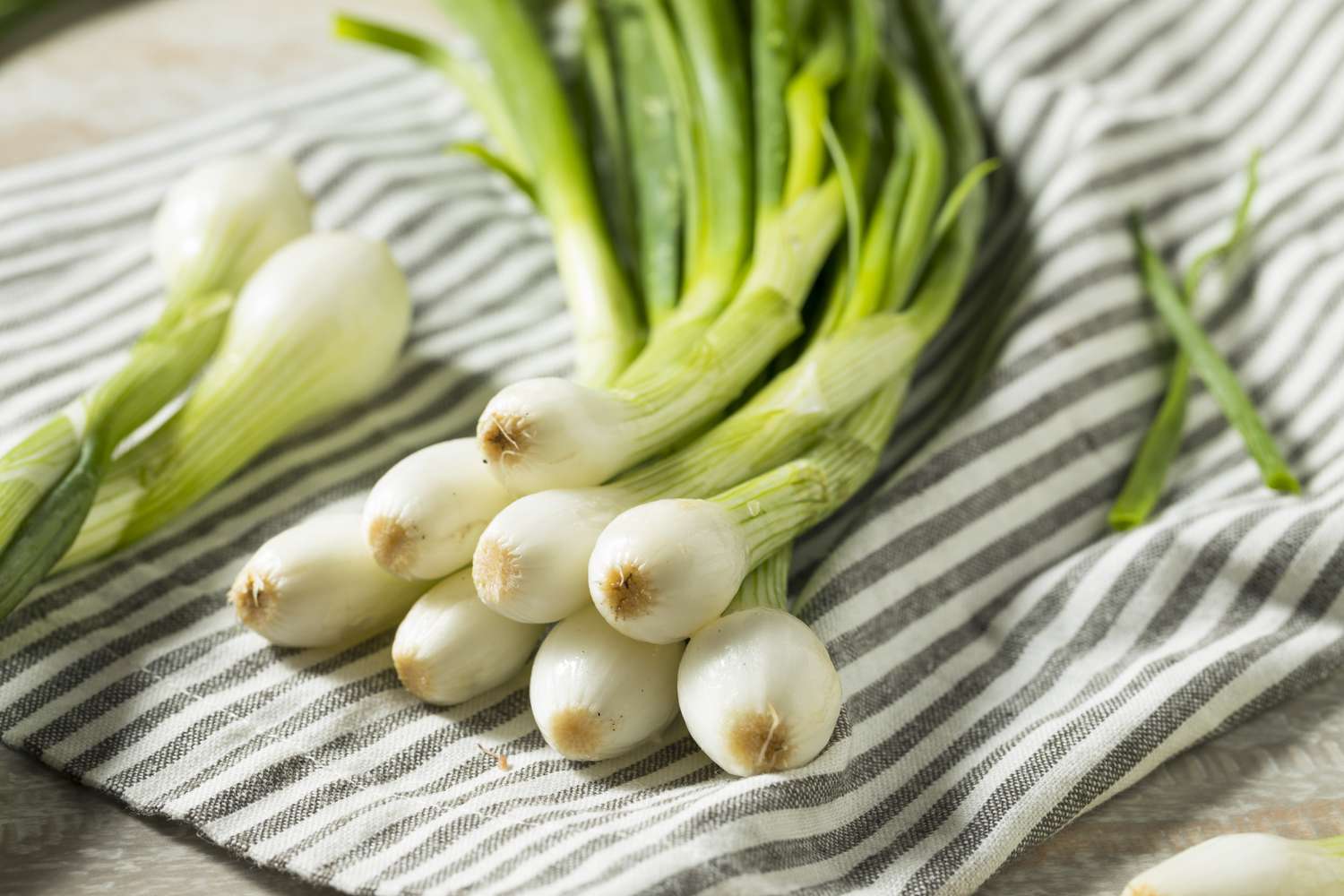 Spring inions on a dish towel