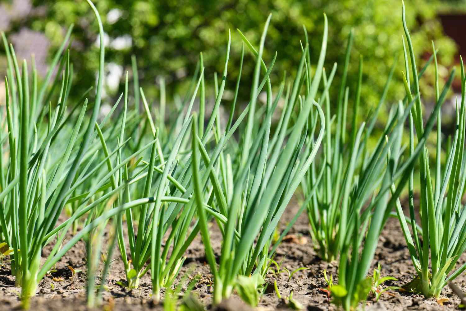 Chives / green onion