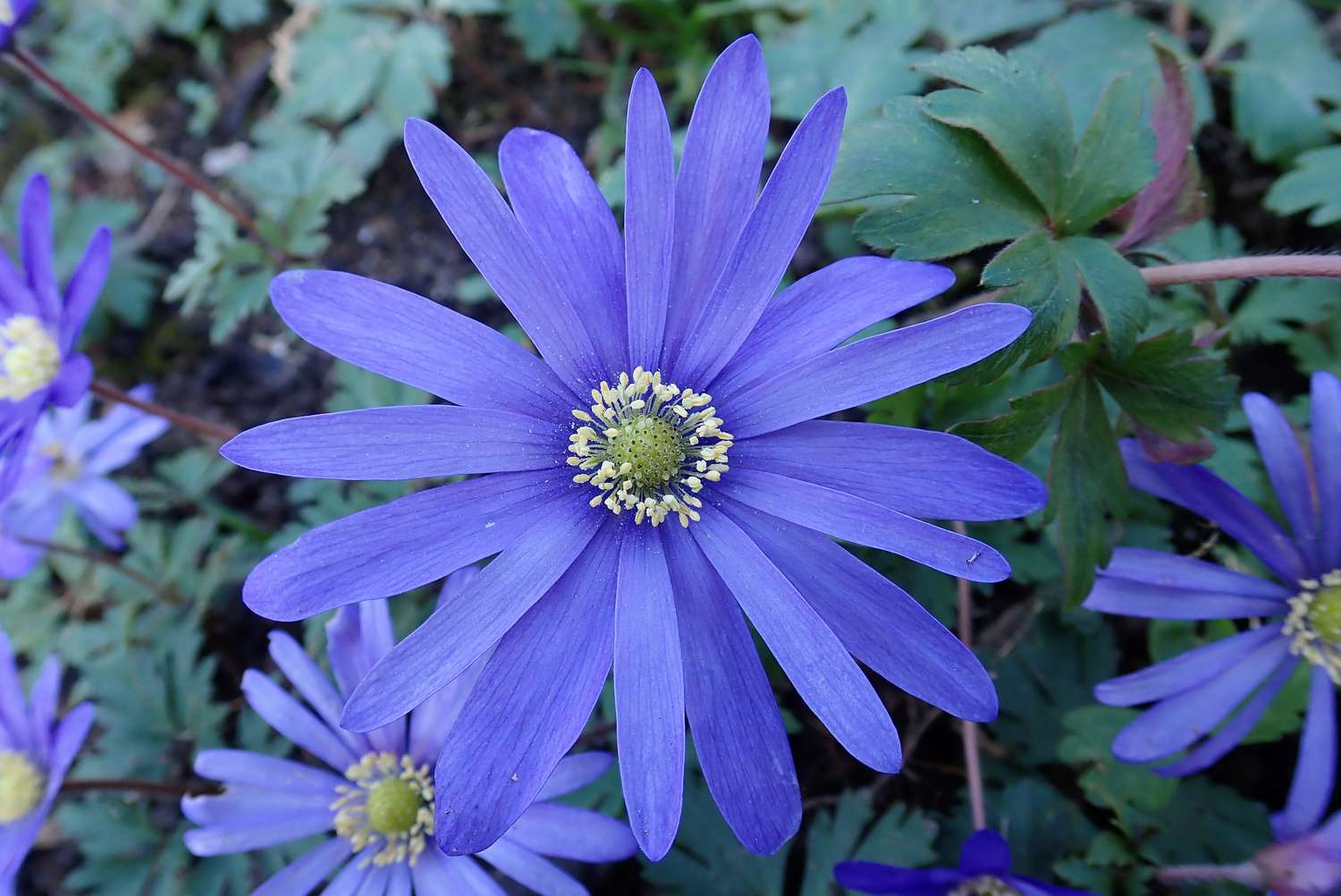 A closeup of a purple flower with elongated petals and a central yellow structure surrounded by green foliage
