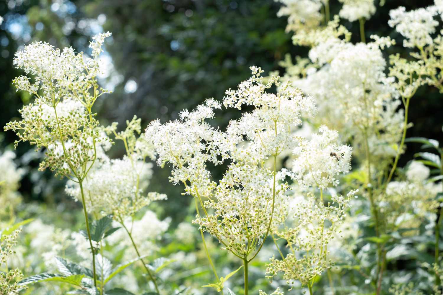 Close-up of creamy white meadowsweet in nature