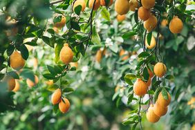 Meyer lemon tree