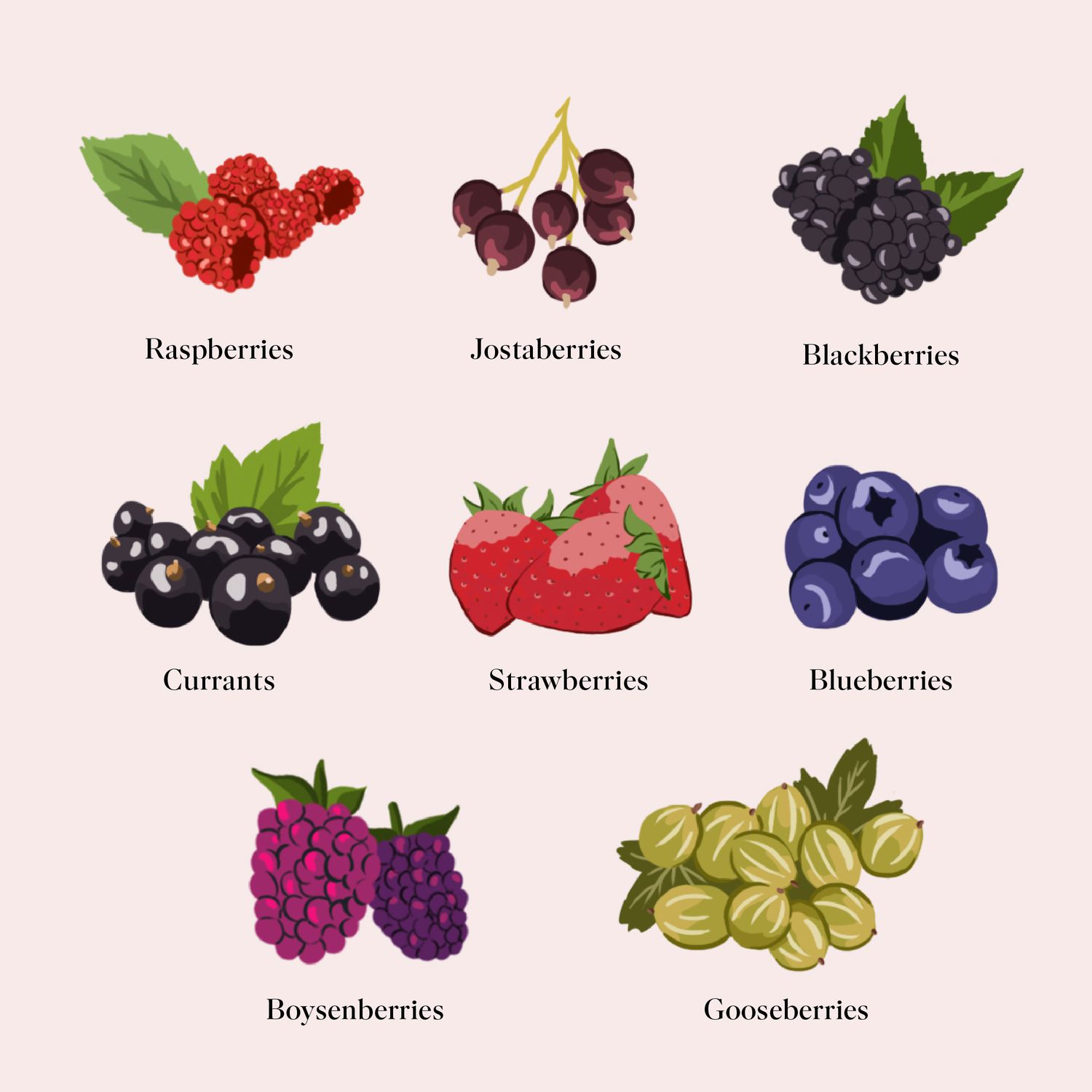 berry-picking-guide-illustration-0519