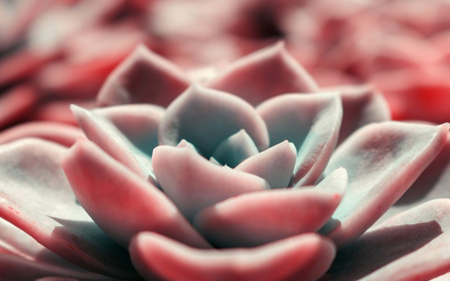 Beautiful pink echeveria