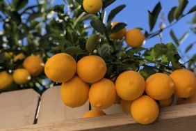 Cluster of lemons hanging from a tree branch