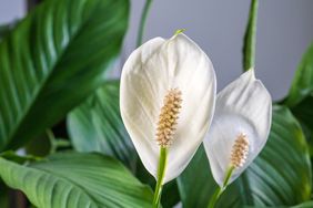 Closeup of peace lily flowers and leaves