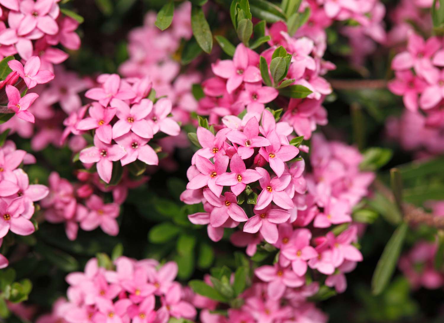 Garland flower with pink blooms