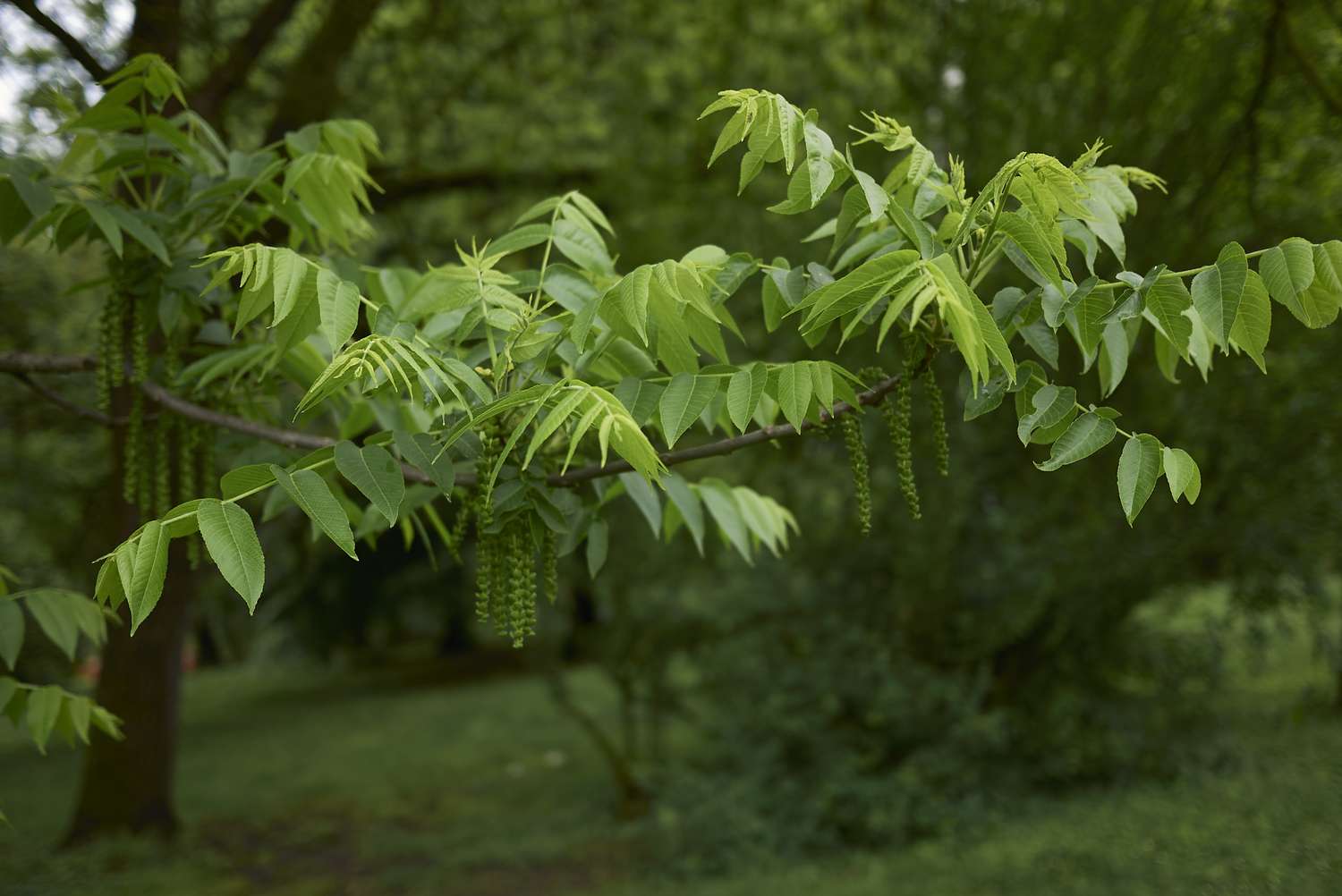 A walnut tree branch with green leaves