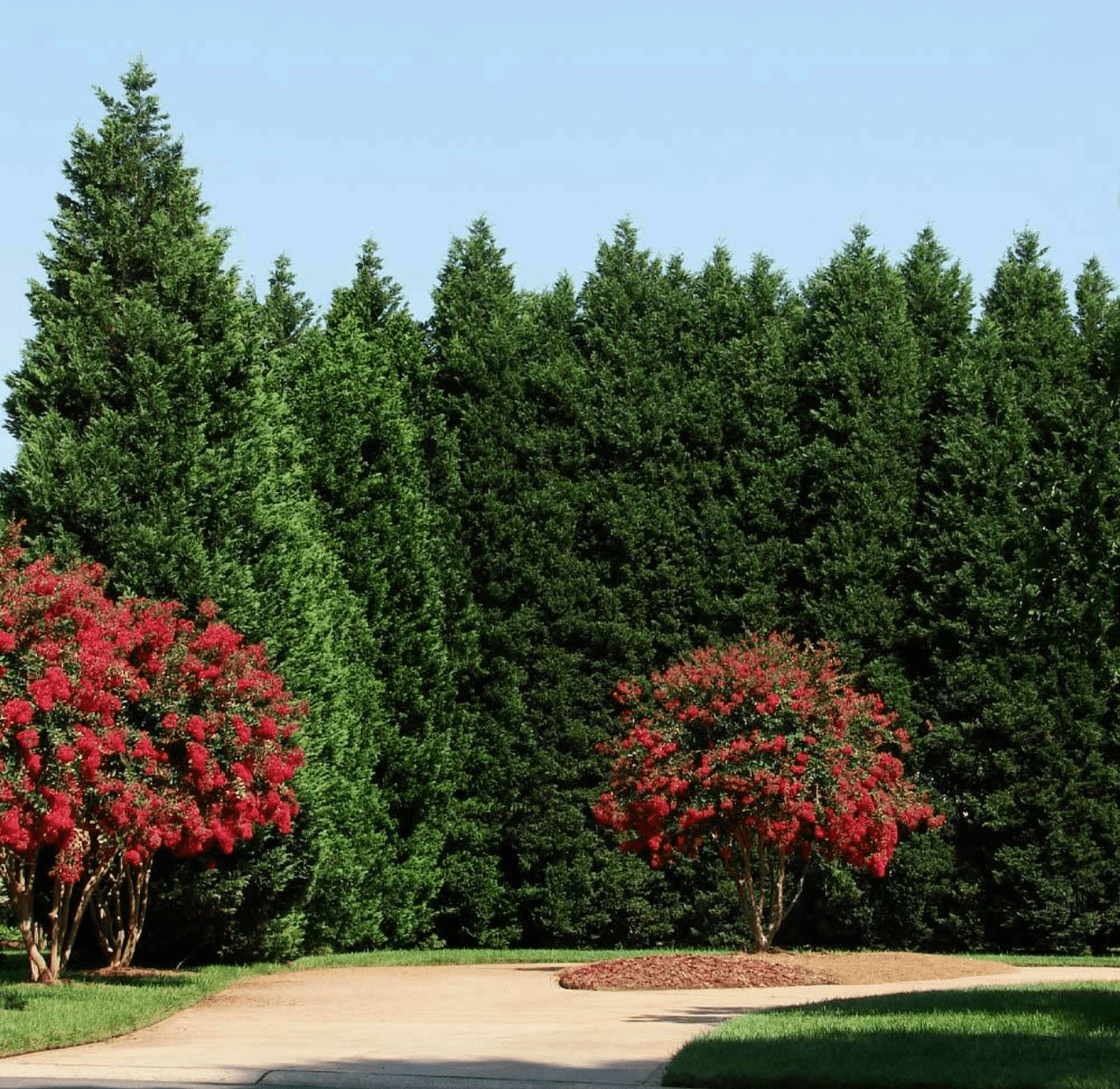 leyland cypress trees in backyard