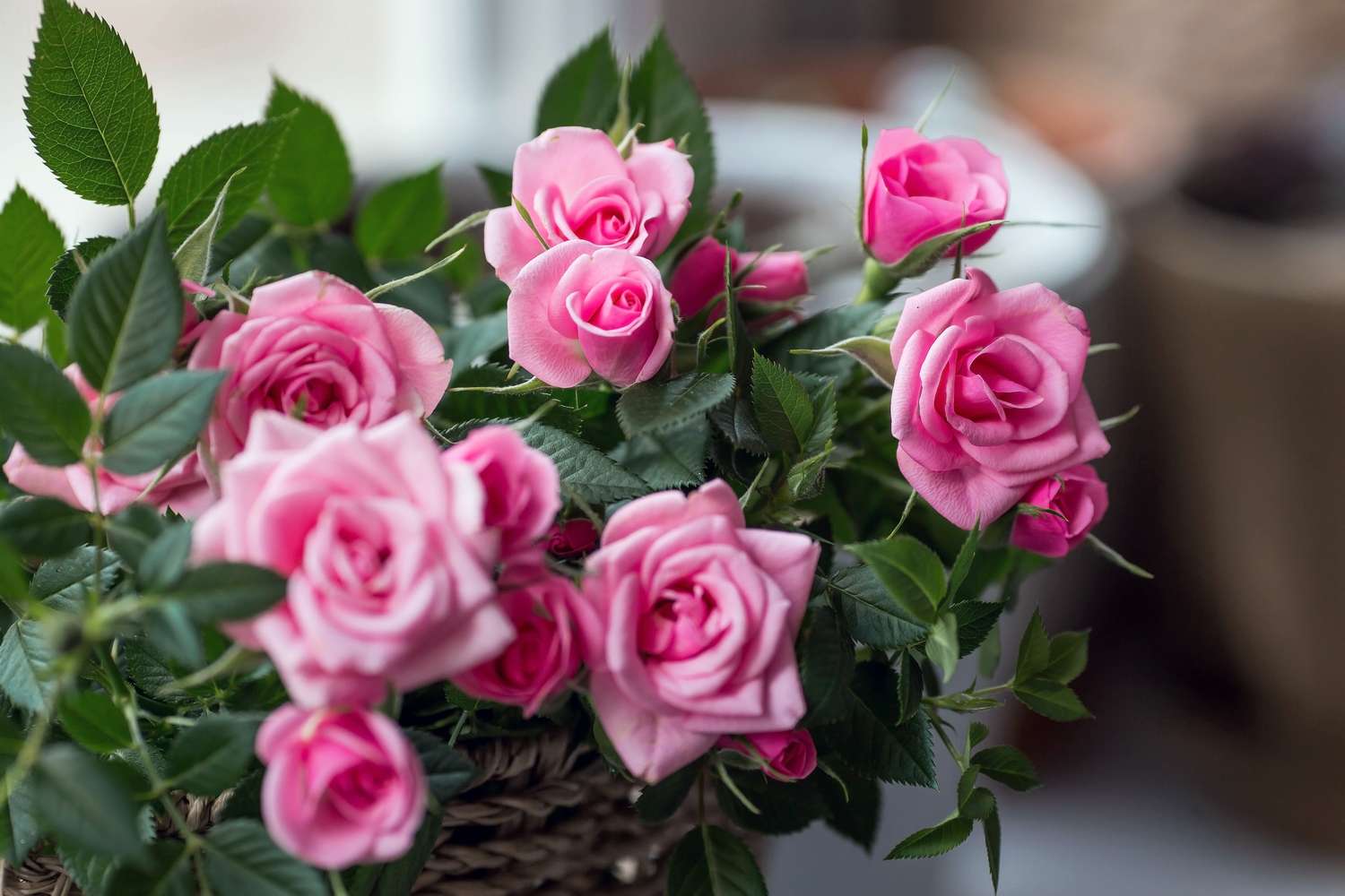 A closeup of pink roses in a basket with green leaves positioned indoors