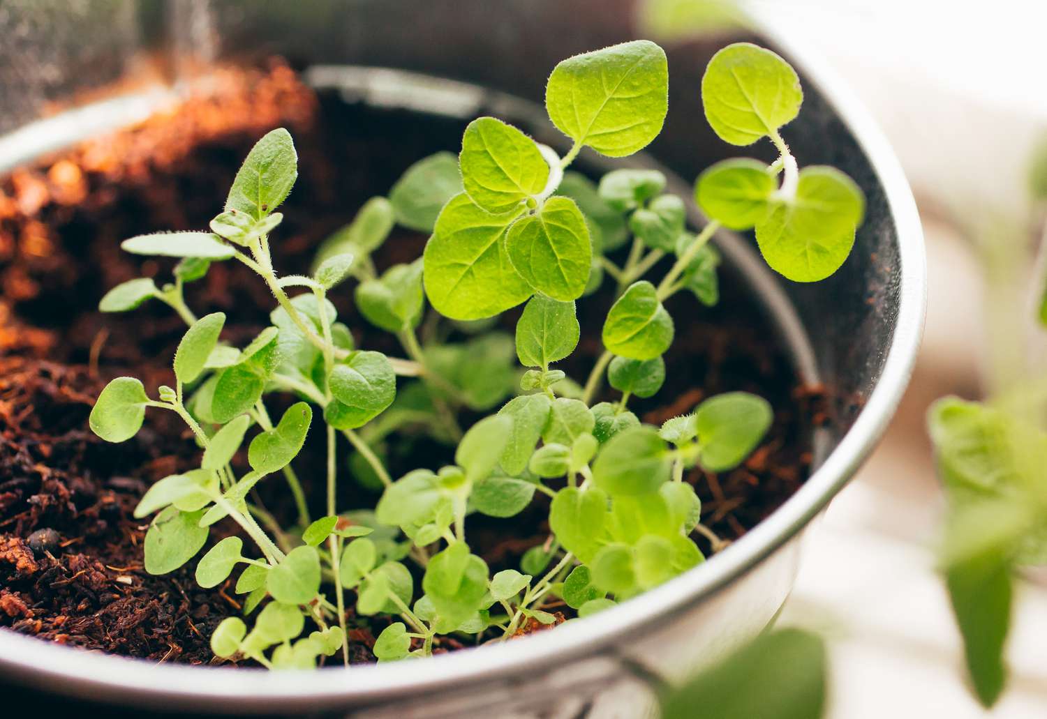 Oregano being grown indoors