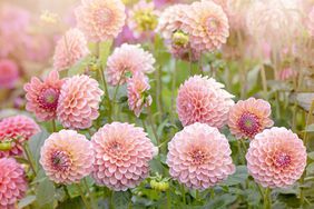 Peach dahlias
