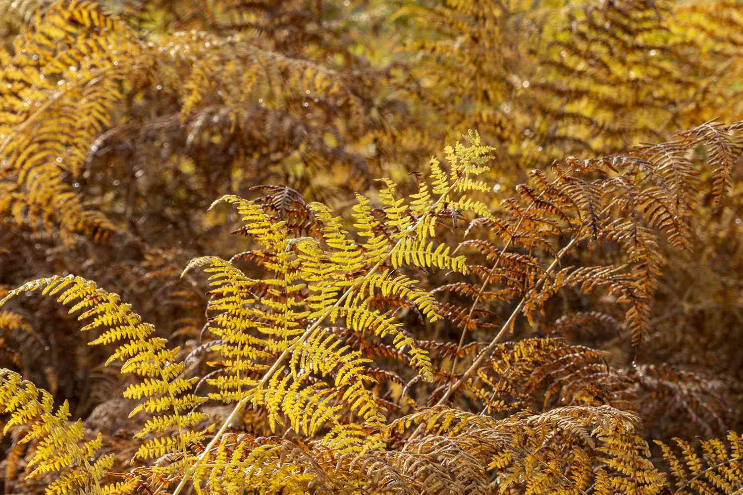 Autumn Fern
