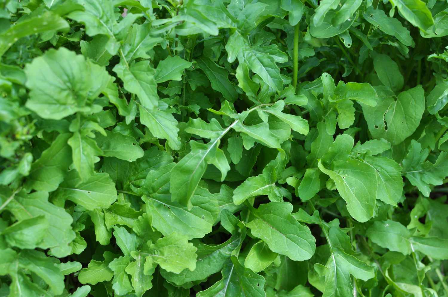 Arugula