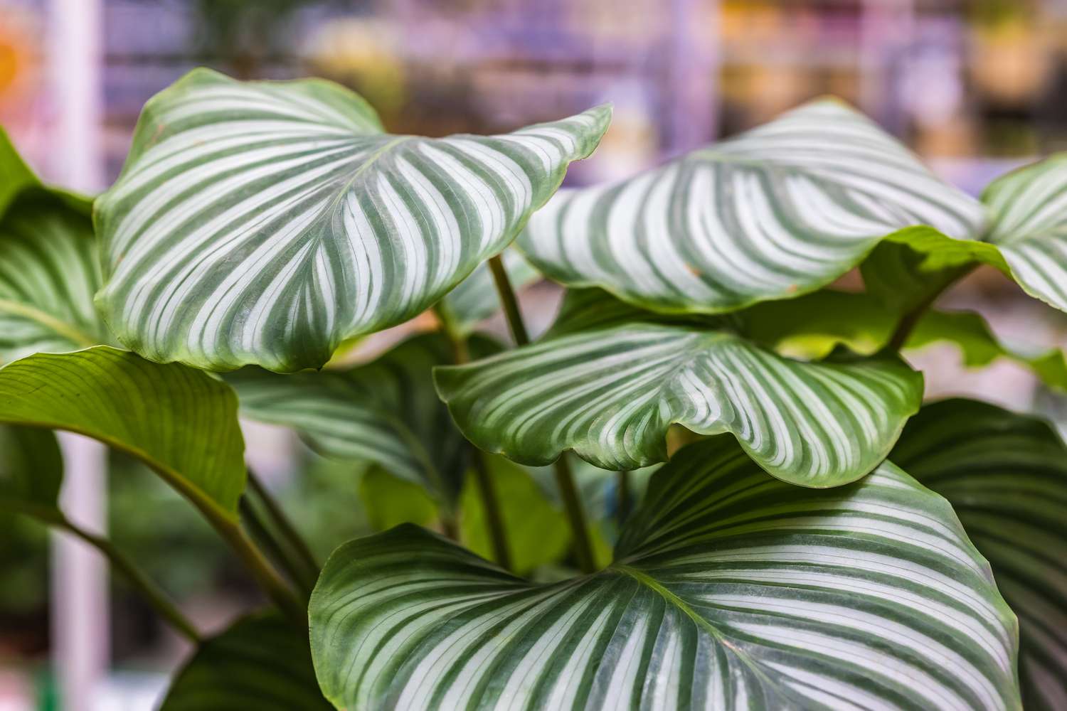 Decorative deciduous plant Calathea. Leaves close-up.