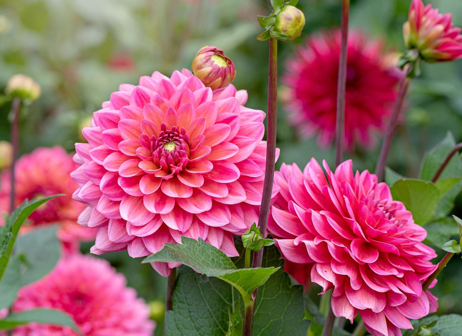 pink dahlias growing in a garden