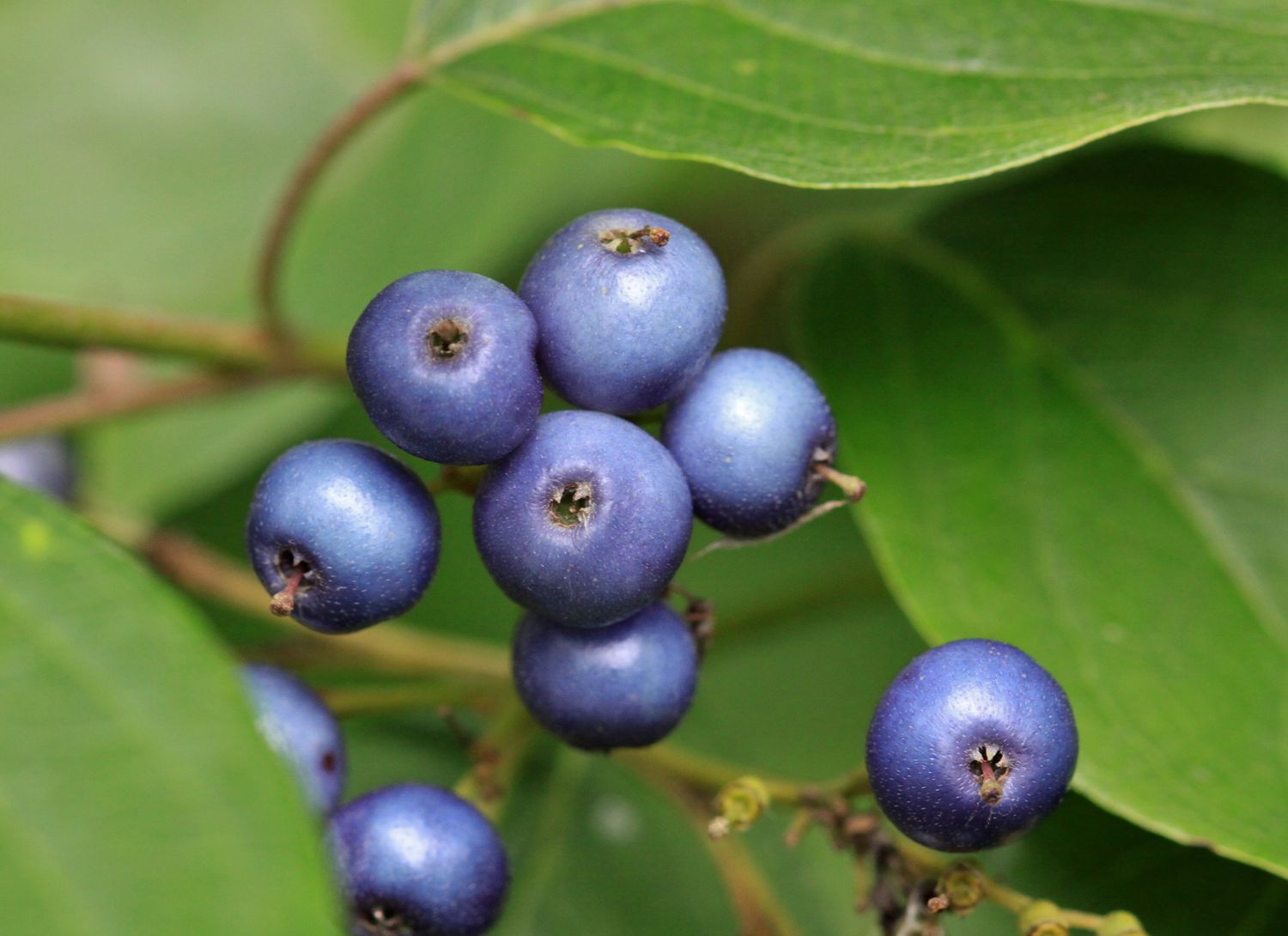 Elderberries growing