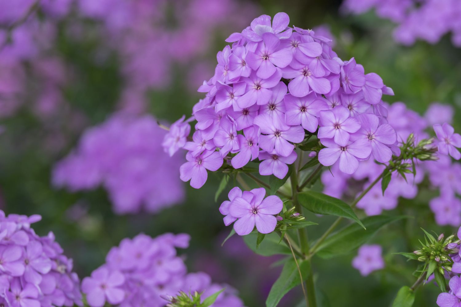 Closeup of a cluster of purple flowers with green leaves in the background