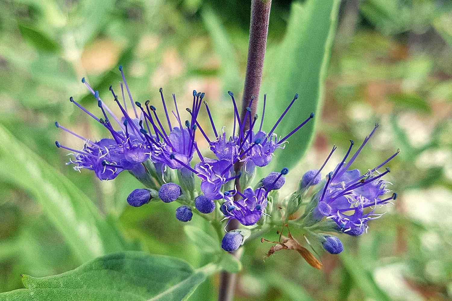 Bluebeard flowers