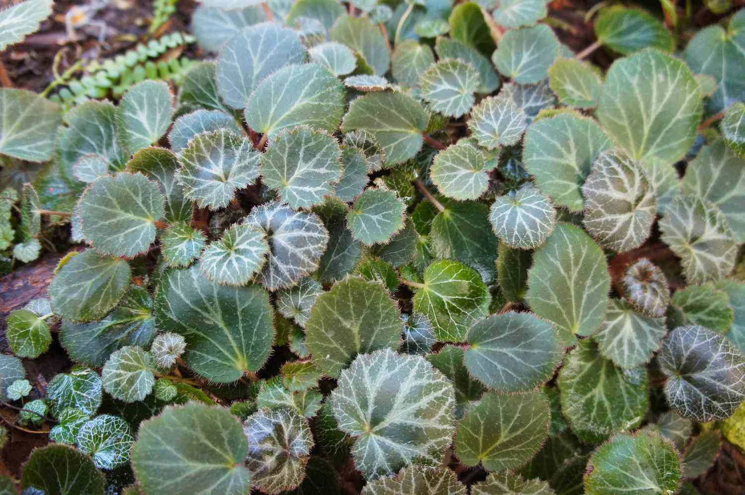 Saxifraga stolonifera maroon beauty green plant