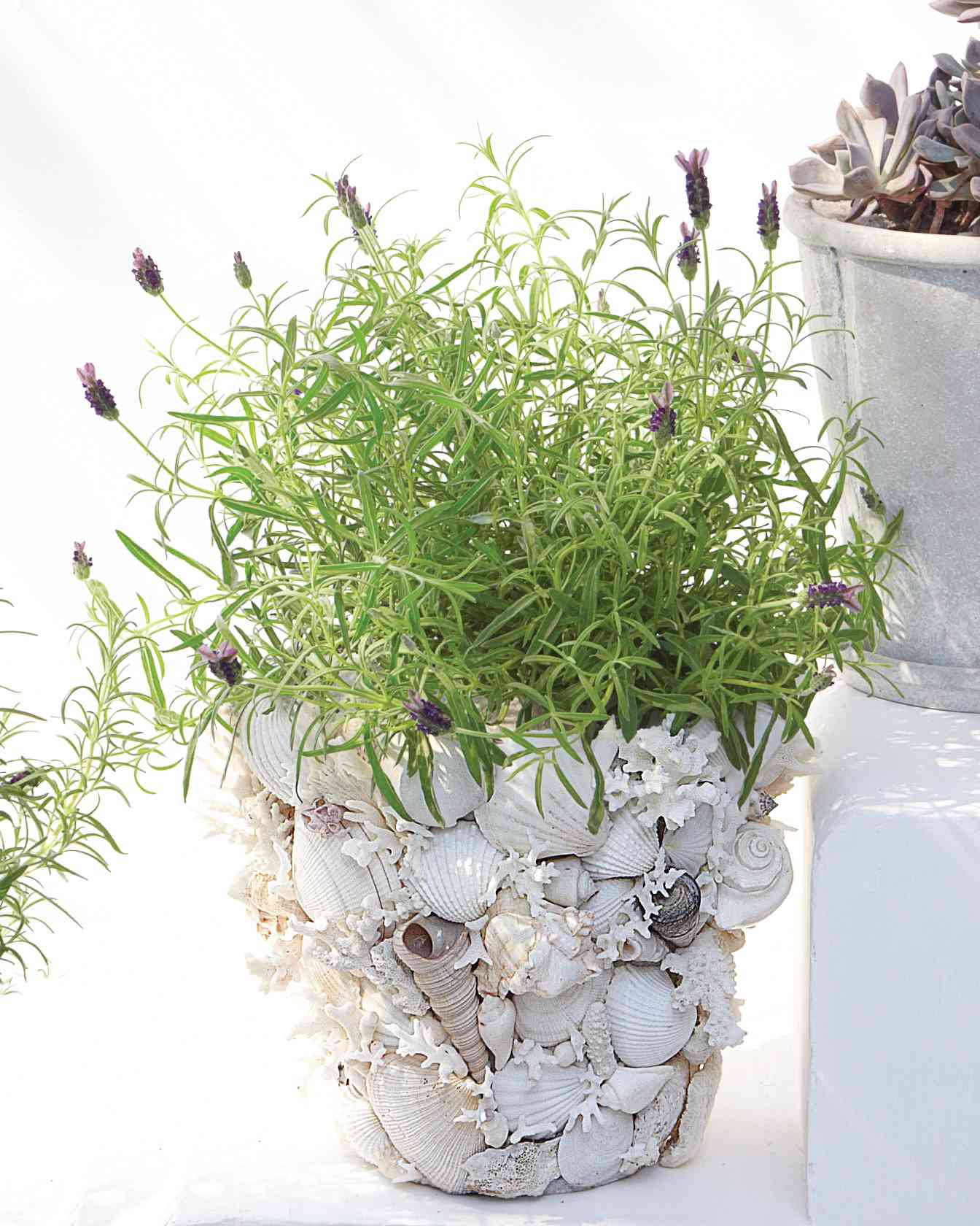 shell-flower-pot-0811mld107462_vert-0420