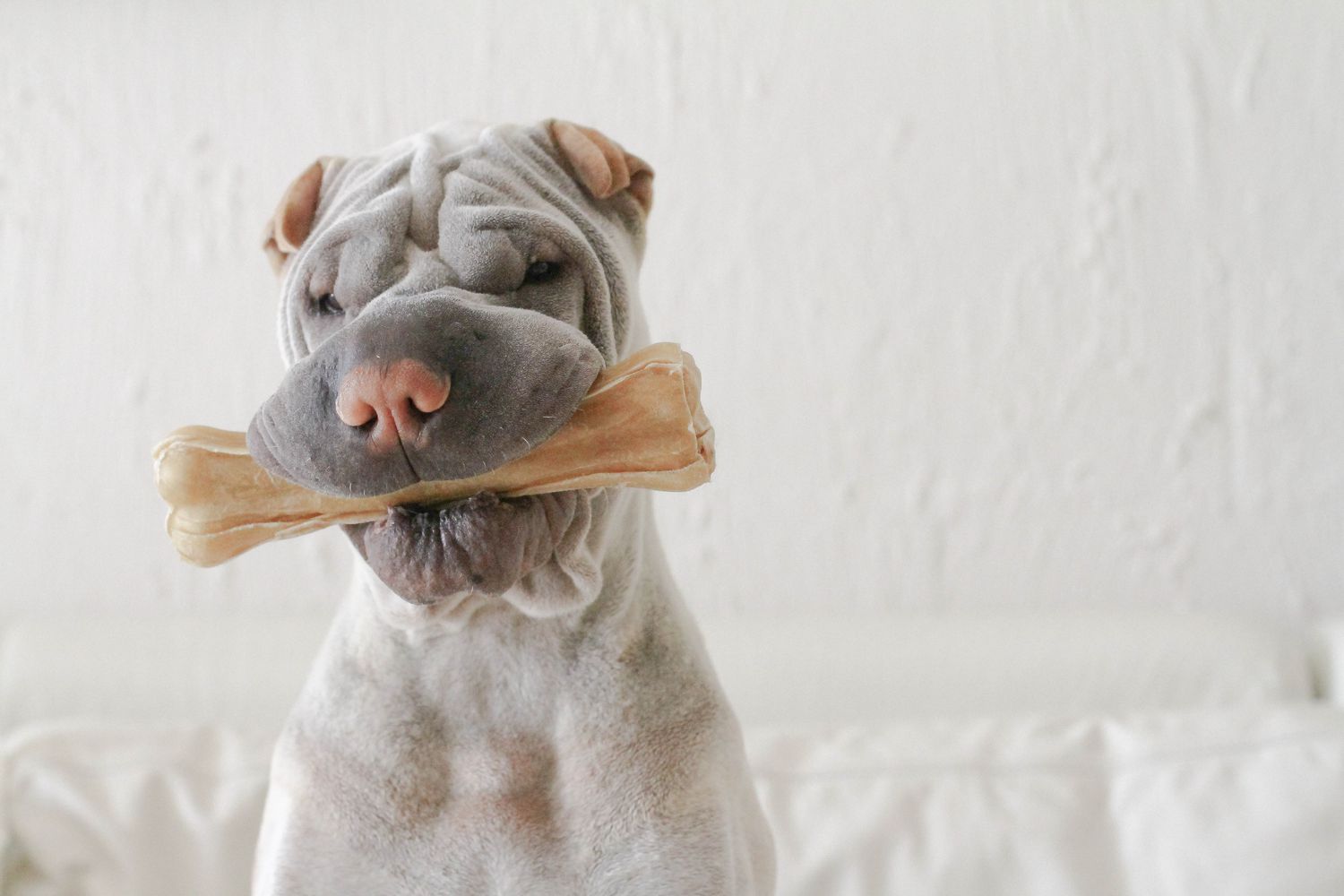 Sharpei dog chewing on a bone