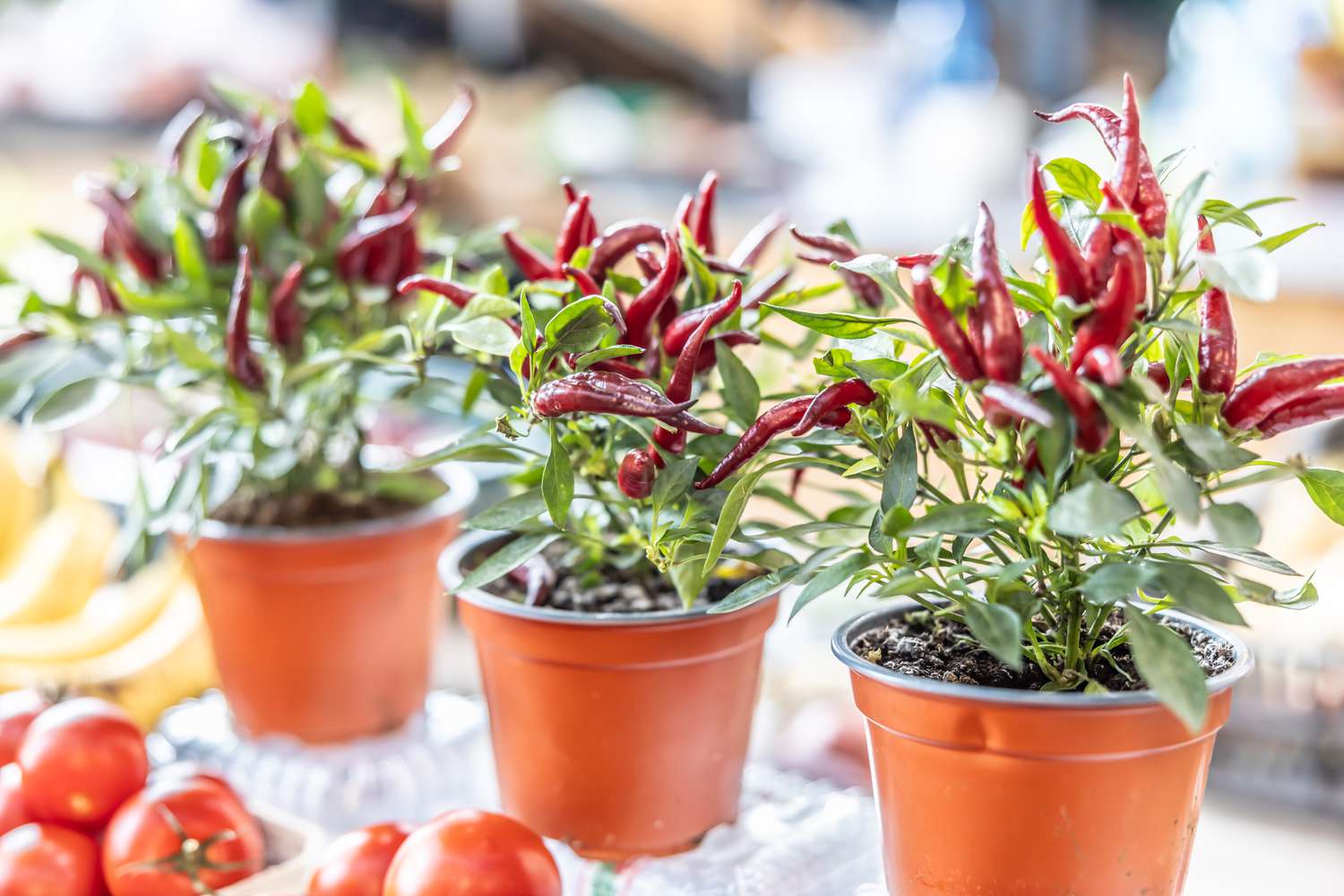 Chili peppers in a flower pot