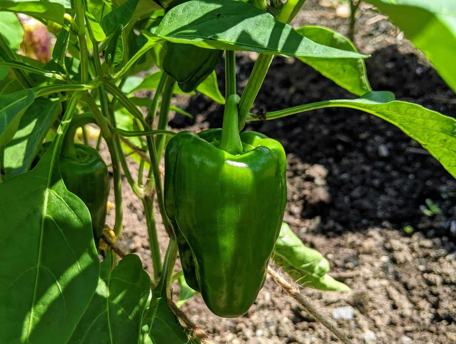 pepper in the garden