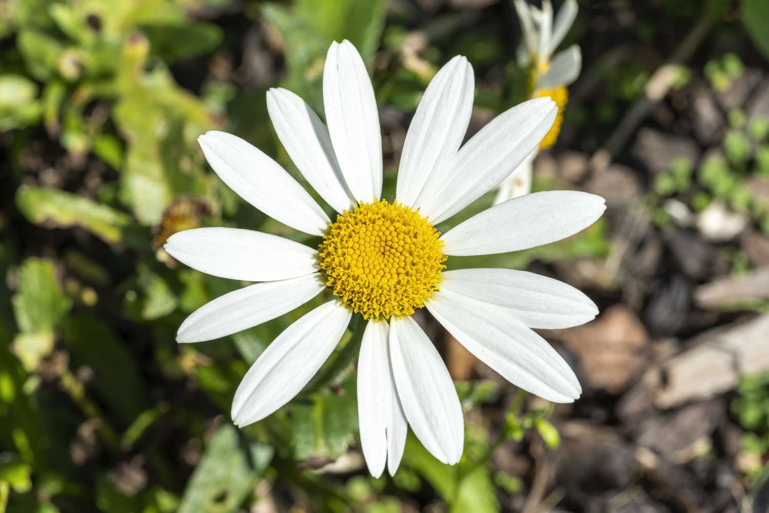 Leucanthemum x superbum