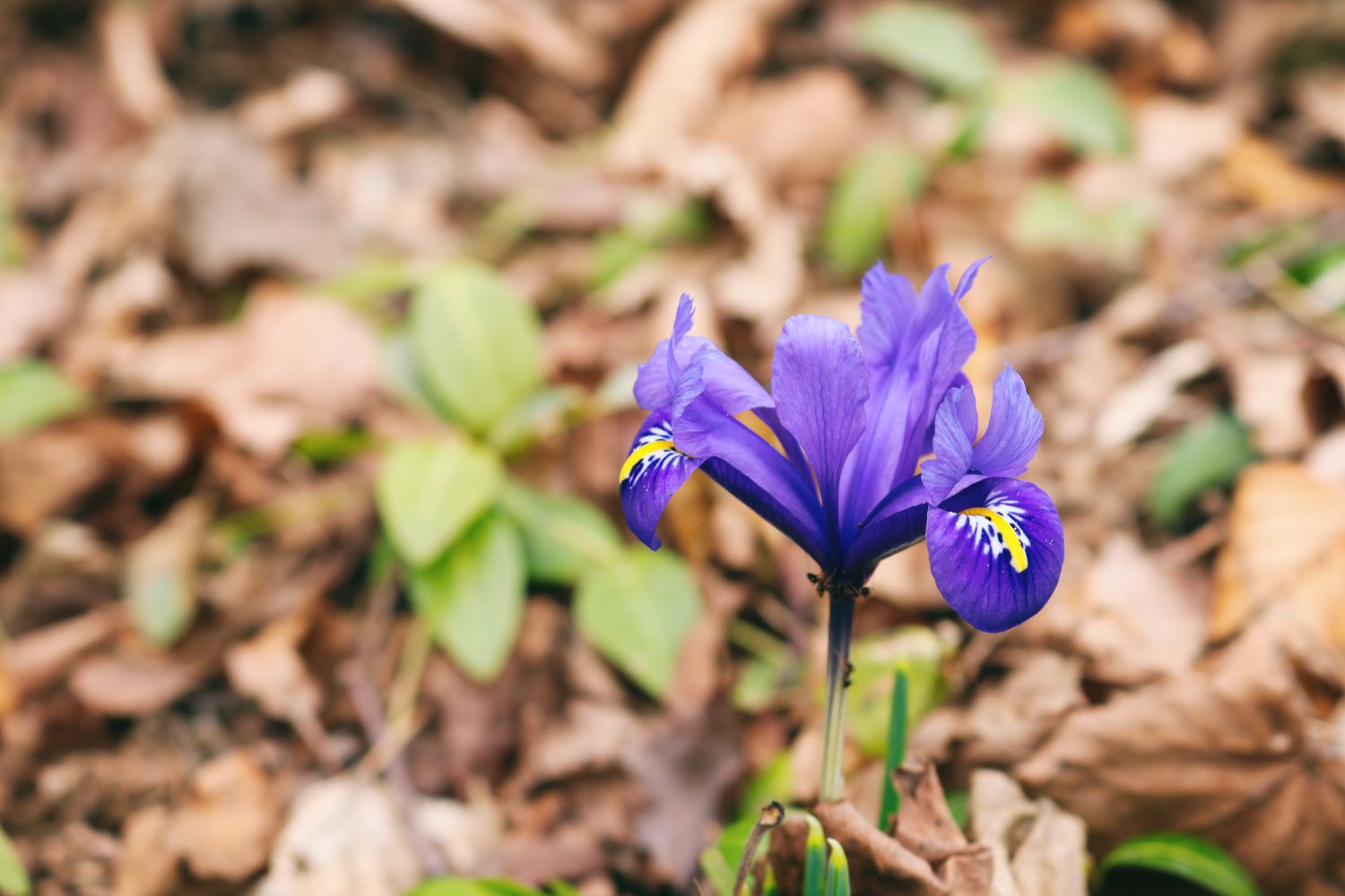 Beautiful bloom of Dwarf Iris