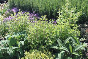 thyme, sage, oregano and rosemary in the herb garden