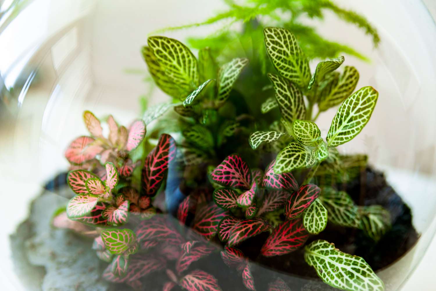 Fittonia plant
