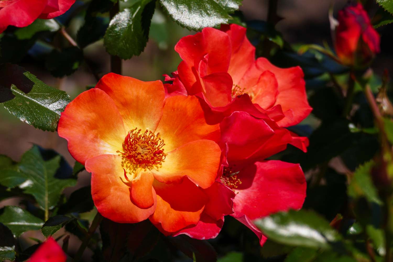 Mysterious Floribunda Rose