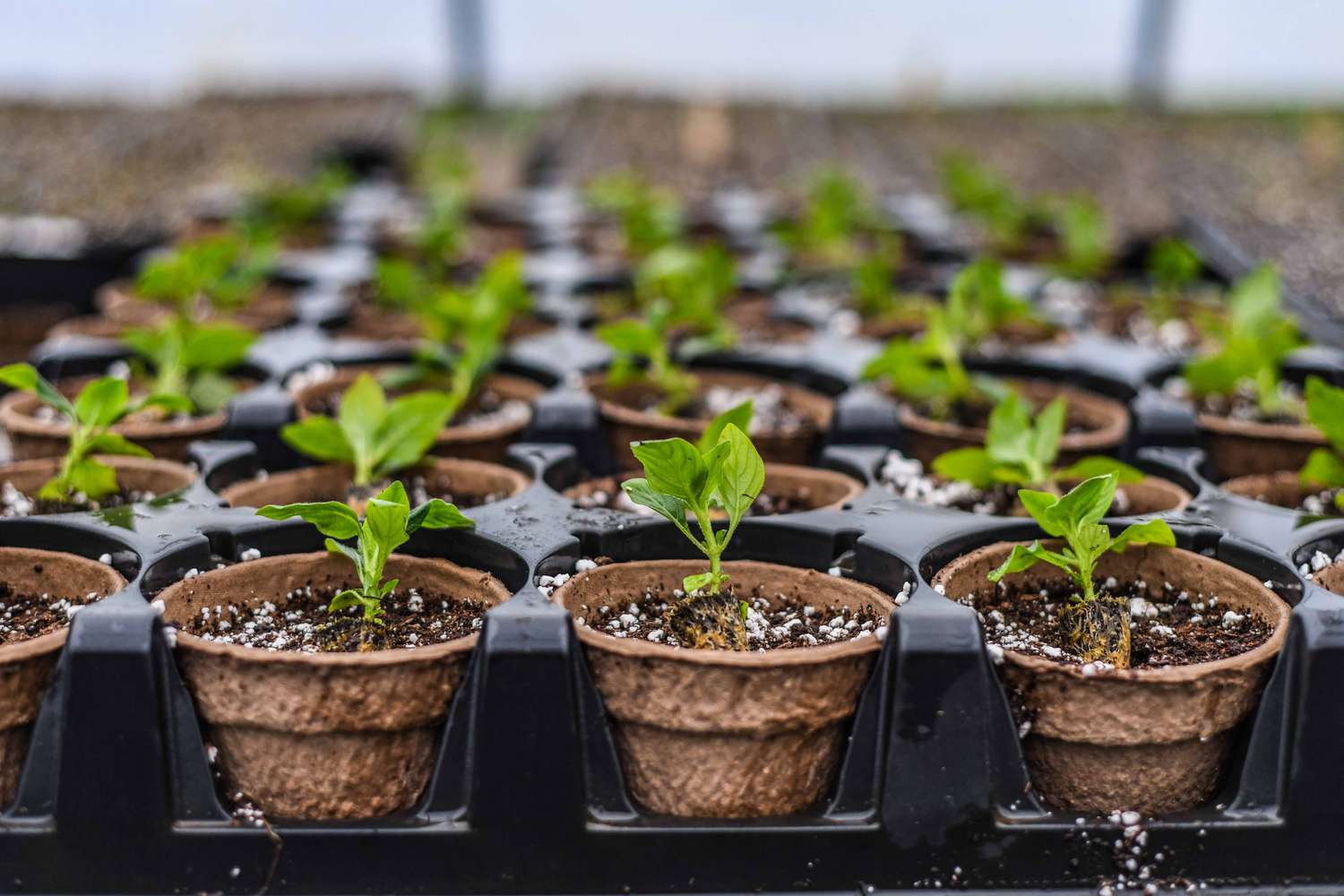 Small plants in compost pots