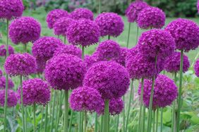 A group of spherical flowers in a garden standing on tall green stems