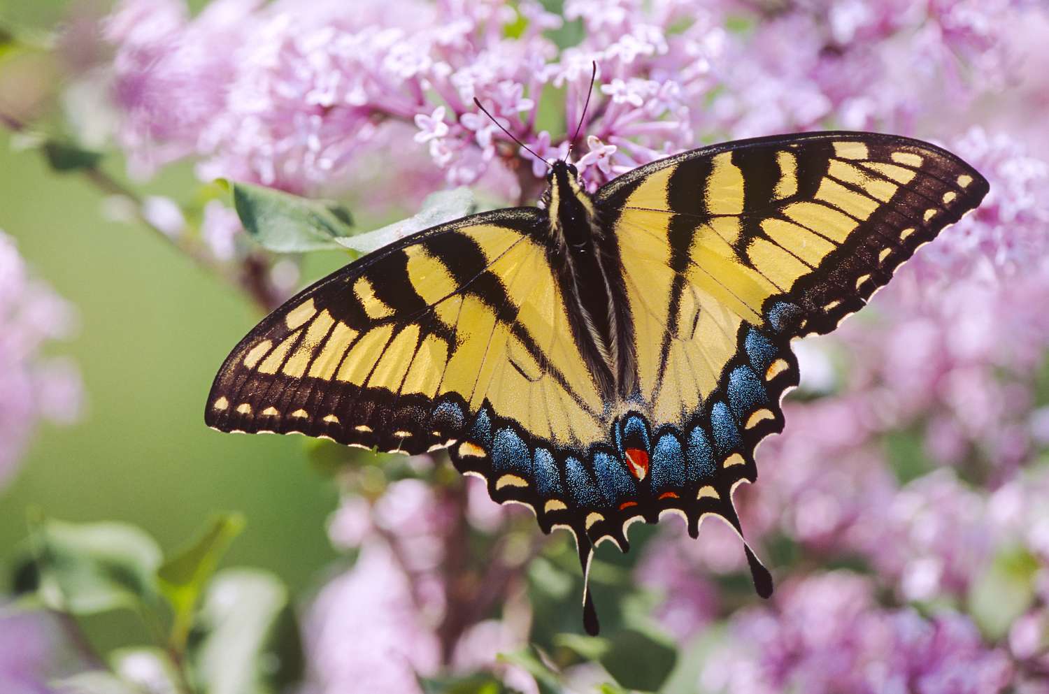 A butterfly perched on a blooming flower branch