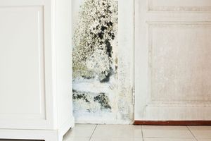 black mold on wall