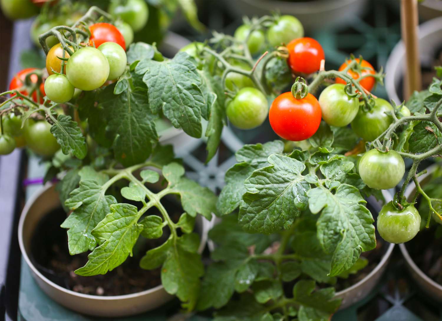 tomato plants in pots growing indoors